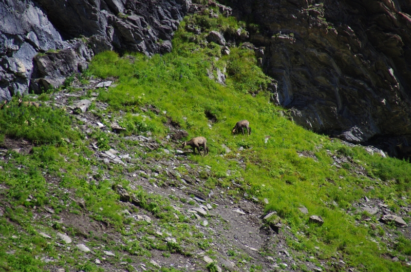 24h Hike Mammut_Ochsner 'Grosse Scheidegg _ Schwarzhorn 2927m' 18_08_2012 (151).JPG